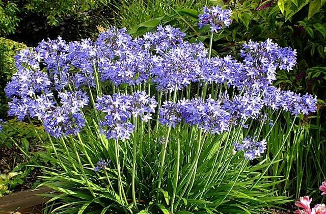 Agapanthus Bed And Breakfast Hoogkarspel Exterior photo